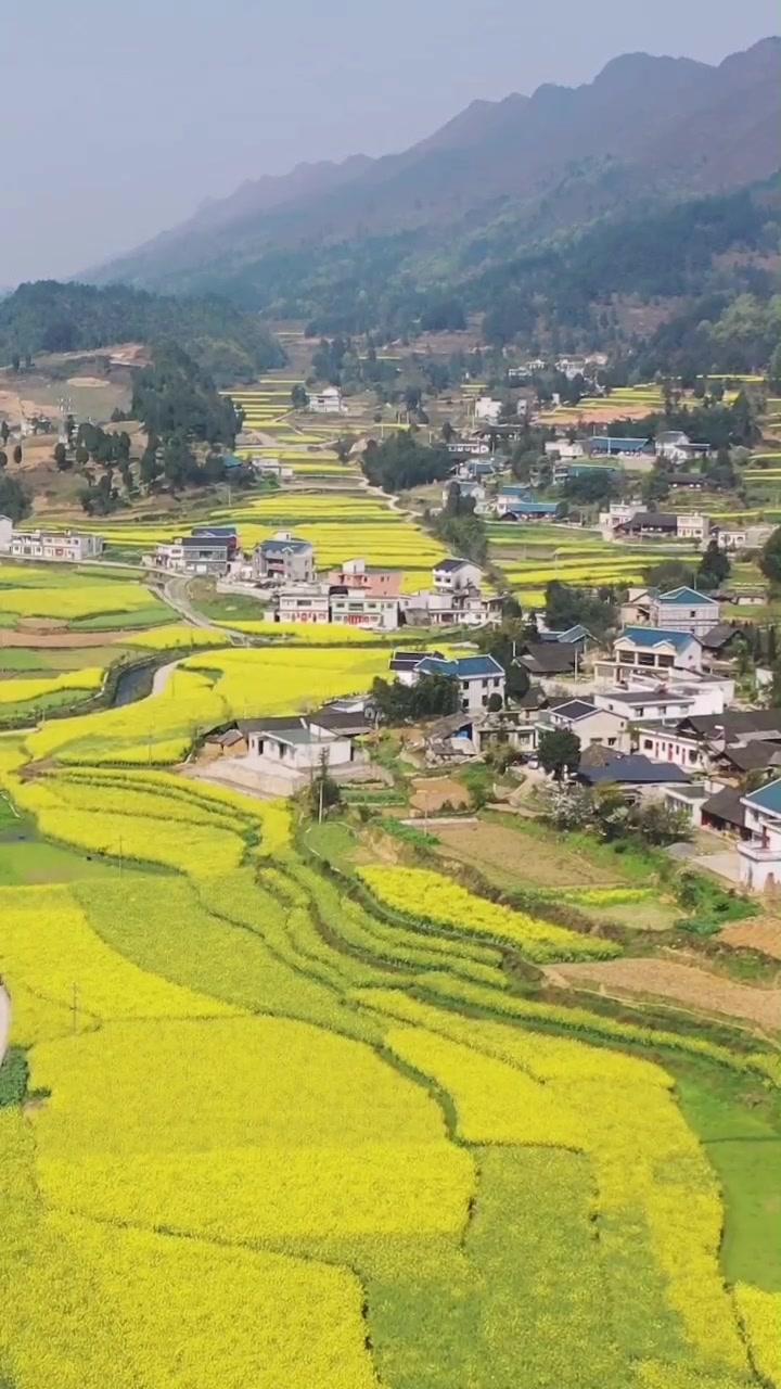 播州旅游 一抹春色暖人间,马蹄镇平海村油菜花太美了!@抖音短视频