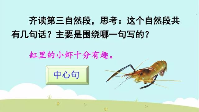 小虾教学内容ppt课件图片预习