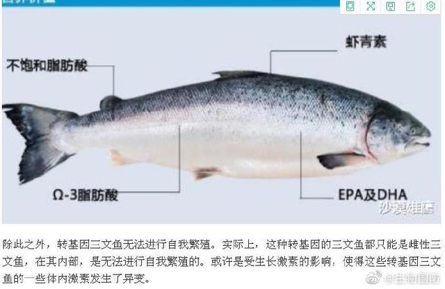 美国转基因三文鱼: 不能生育, 不准在美国养殖