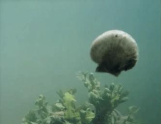 獐子岛还是浓眉大眼的蓝筹时,我上岛“暗访”20天!两年后,扇贝第一次跑路!八年后,卫星定位认定造假