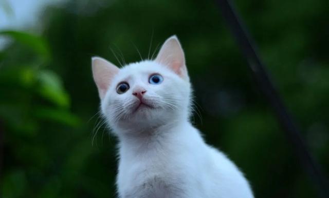 阴阳眼的猫咪，藏有什么秘密？