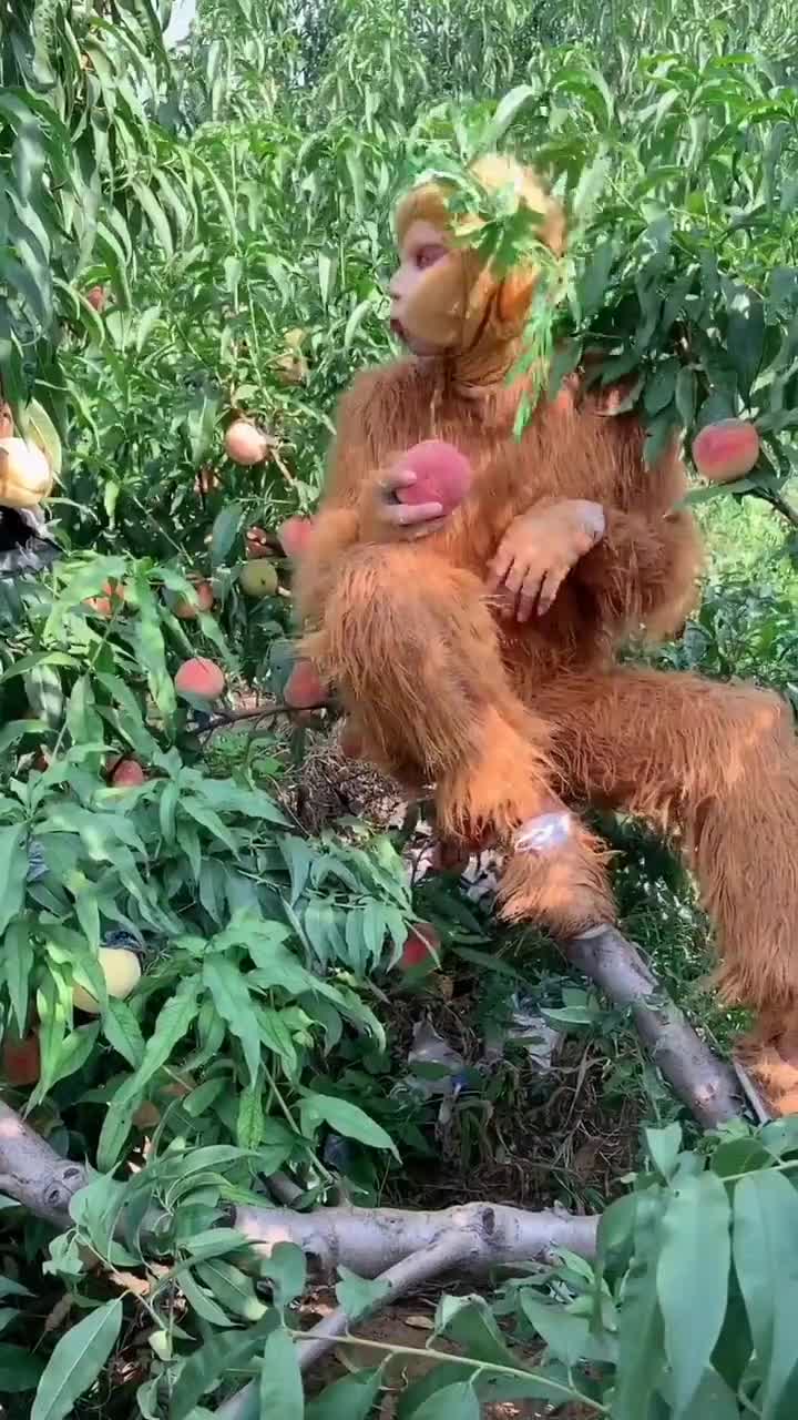猴子偷桃