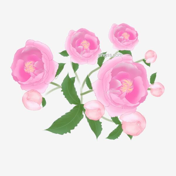 粉色唯美的蔷薇花插画png搜索网 精选免抠素材 透明png图片分享下载 Pngss Com
