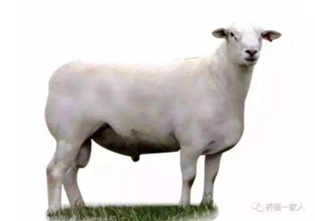 澳洲白究竟什么绵羊，肉羊品种区别什么？
